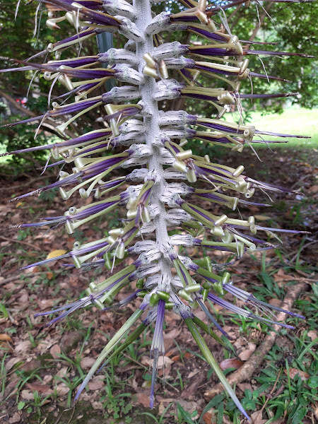 Image of Billbergia alfonsi-joannis Reitz