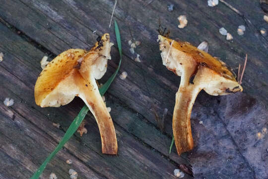 Image of Pholiota lucifera (Lasch) Quél. 1872