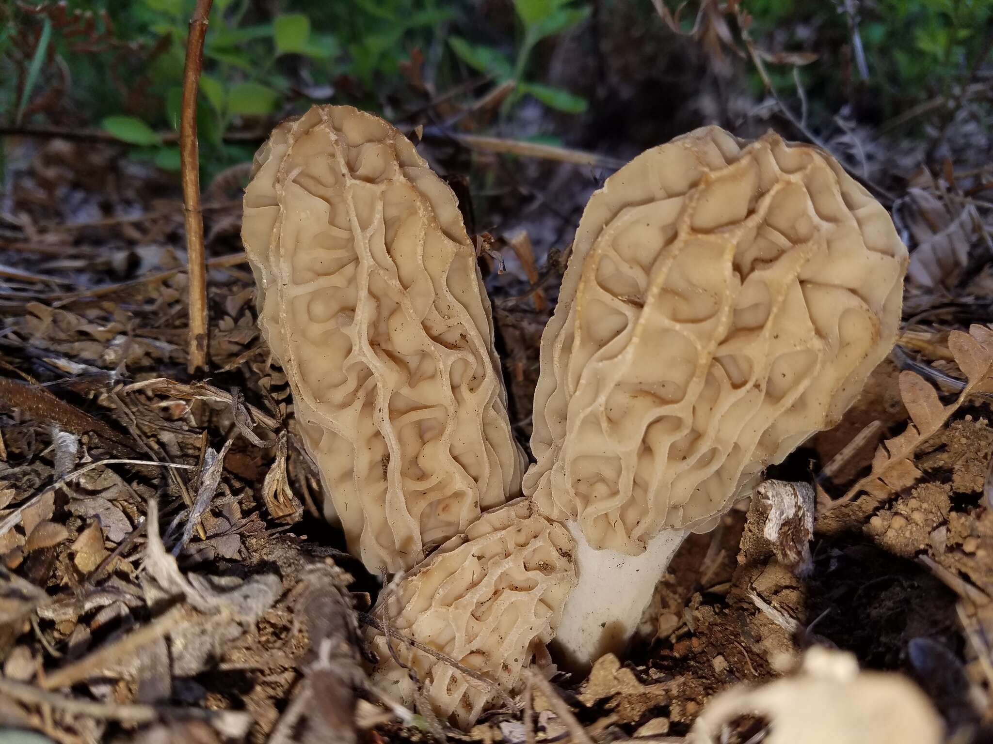 Image de Morchella tridentina Bres. 1898