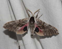 Image of One-eyed Sphinx, Eyed Hawk-moth