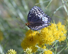 صورة Speyeria nokomis Edwards 1862