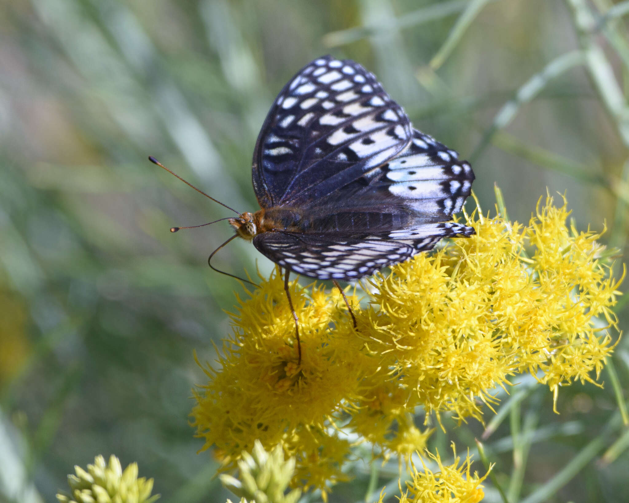 صورة Speyeria nokomis Edwards 1862