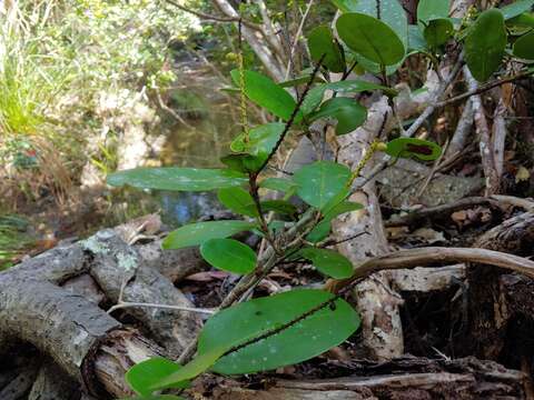 Coccoloba costata Wright apud Sauvalle resmi