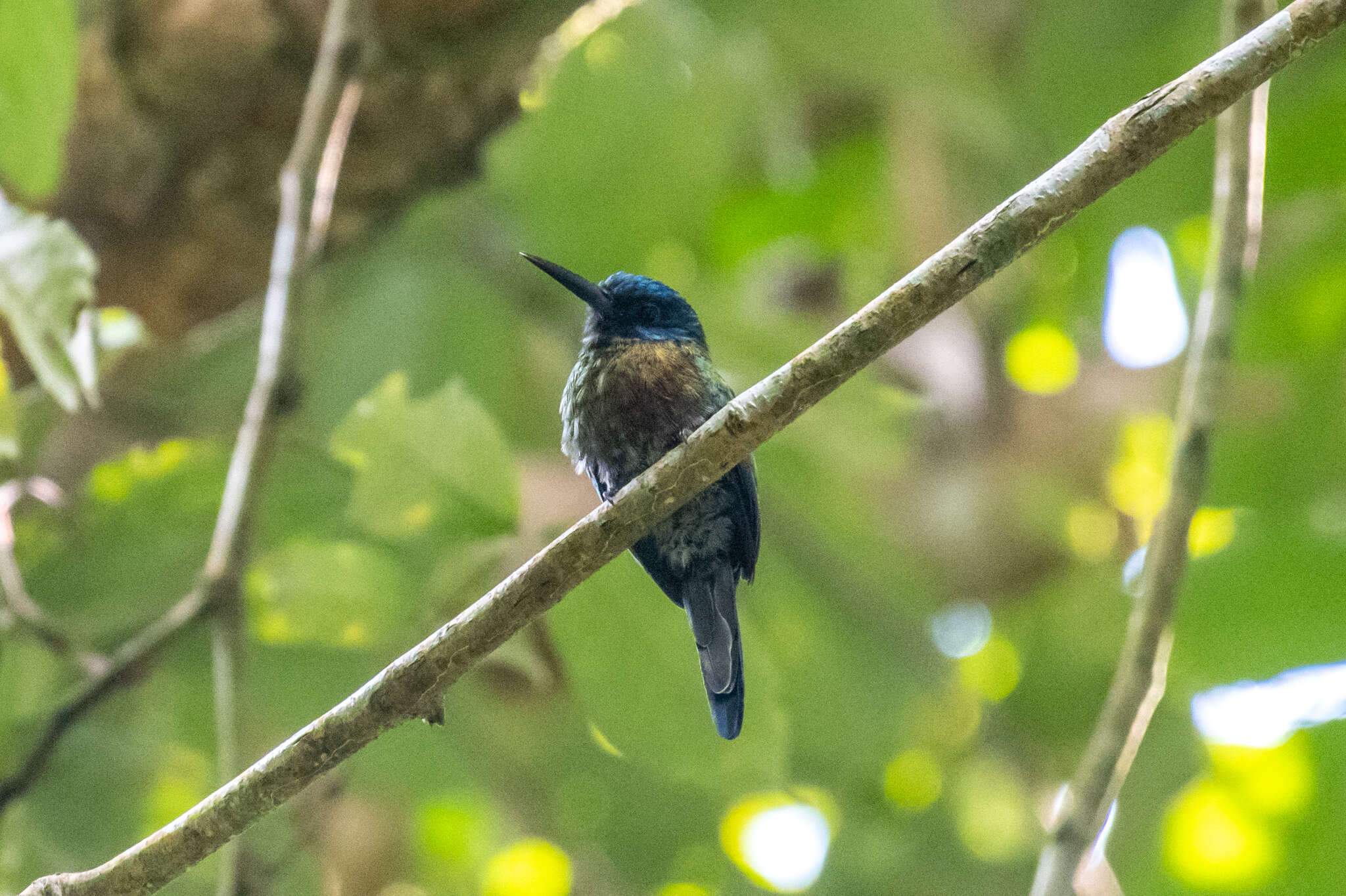 Image of Purplish Jacamar