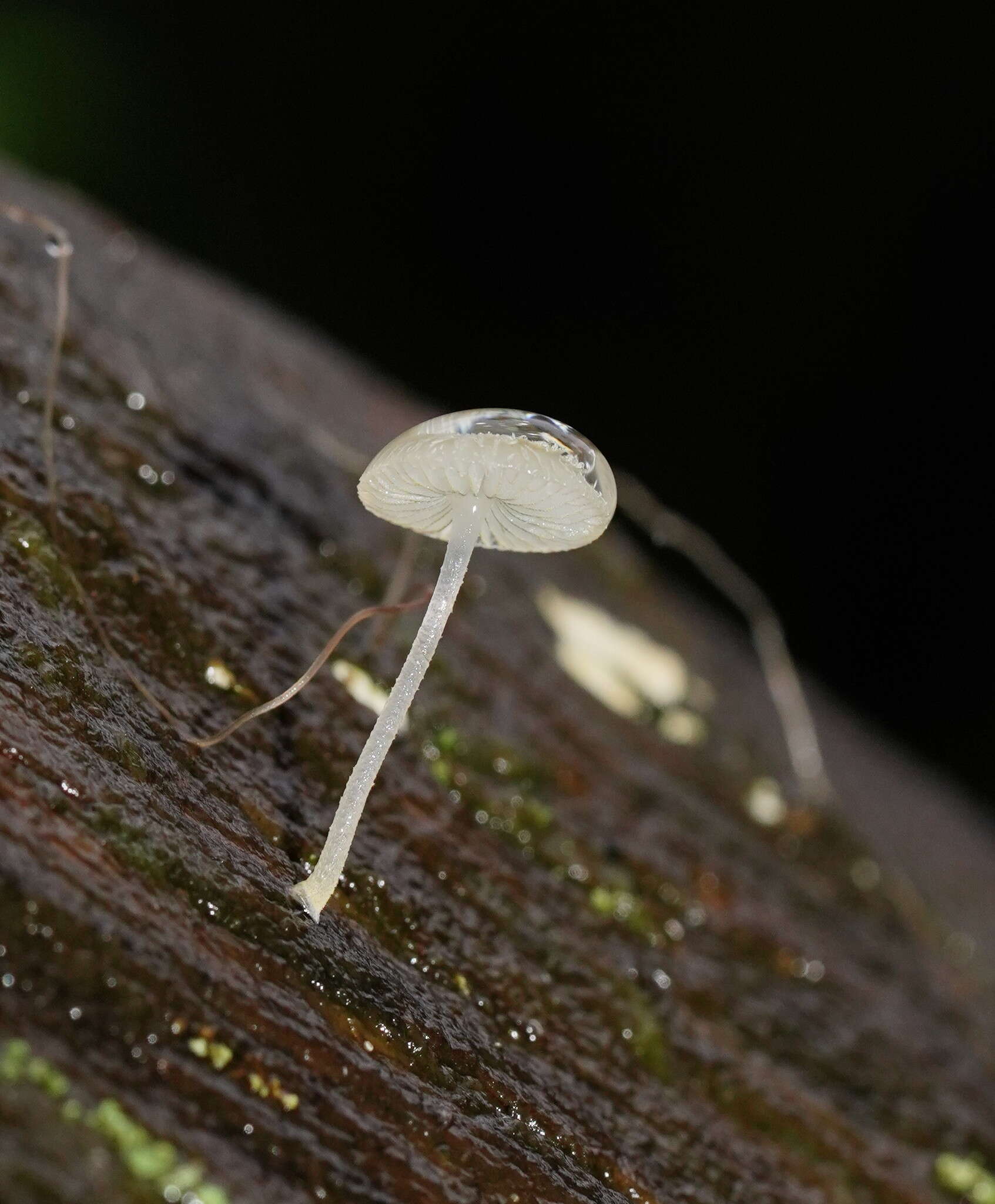 صورة Mycena fumosa Grgur. 2003