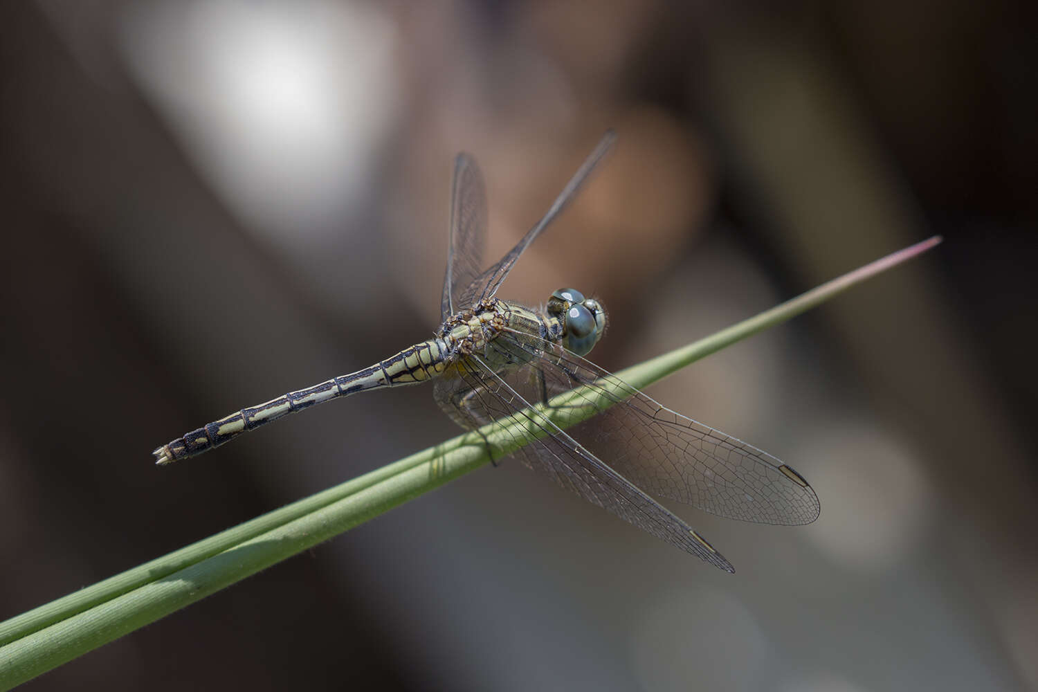 Image of Diplacodes trivialis (Rambur 1842)