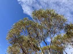 Image of Eucalyptus rigidula subsp. rigidula