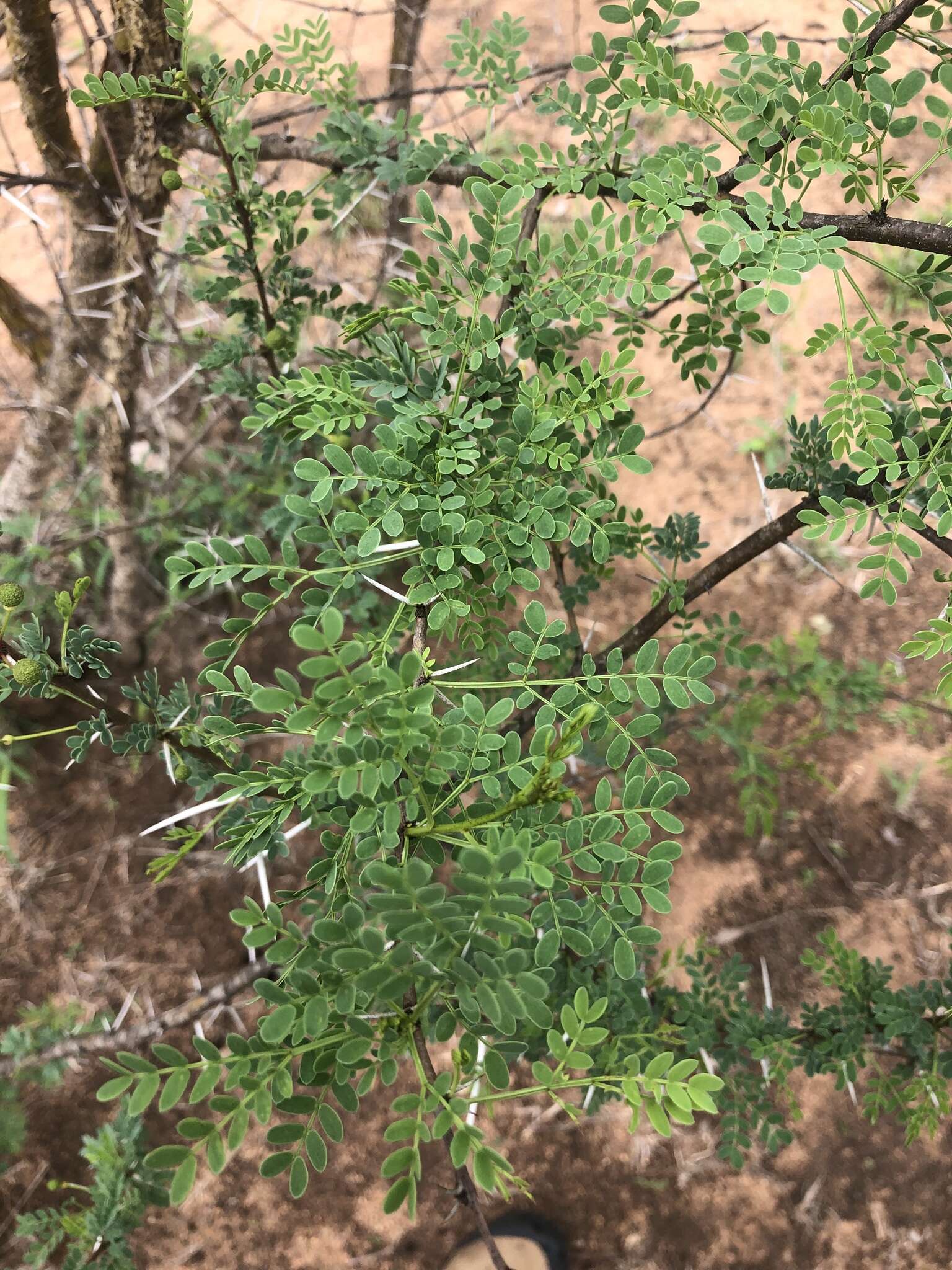 Imagem de Vachellia exuvialis (Verd.) Kyal. & Boatwr.