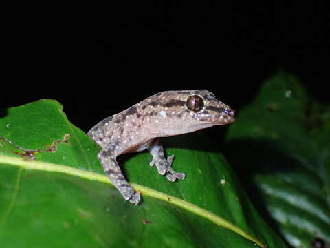 Image of Bavayia geitaina Wright, Bauer & Sadlier 2000