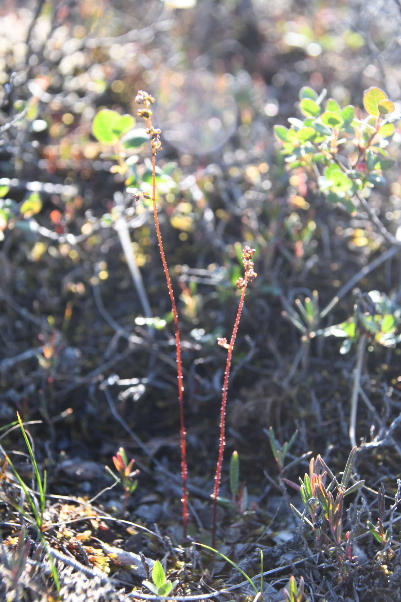 Micranthes foliolosa (R. Br.) Gornall resmi