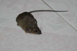 Image of Pacific Rat