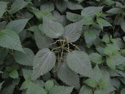 Image of Urtica morifolia Poir.