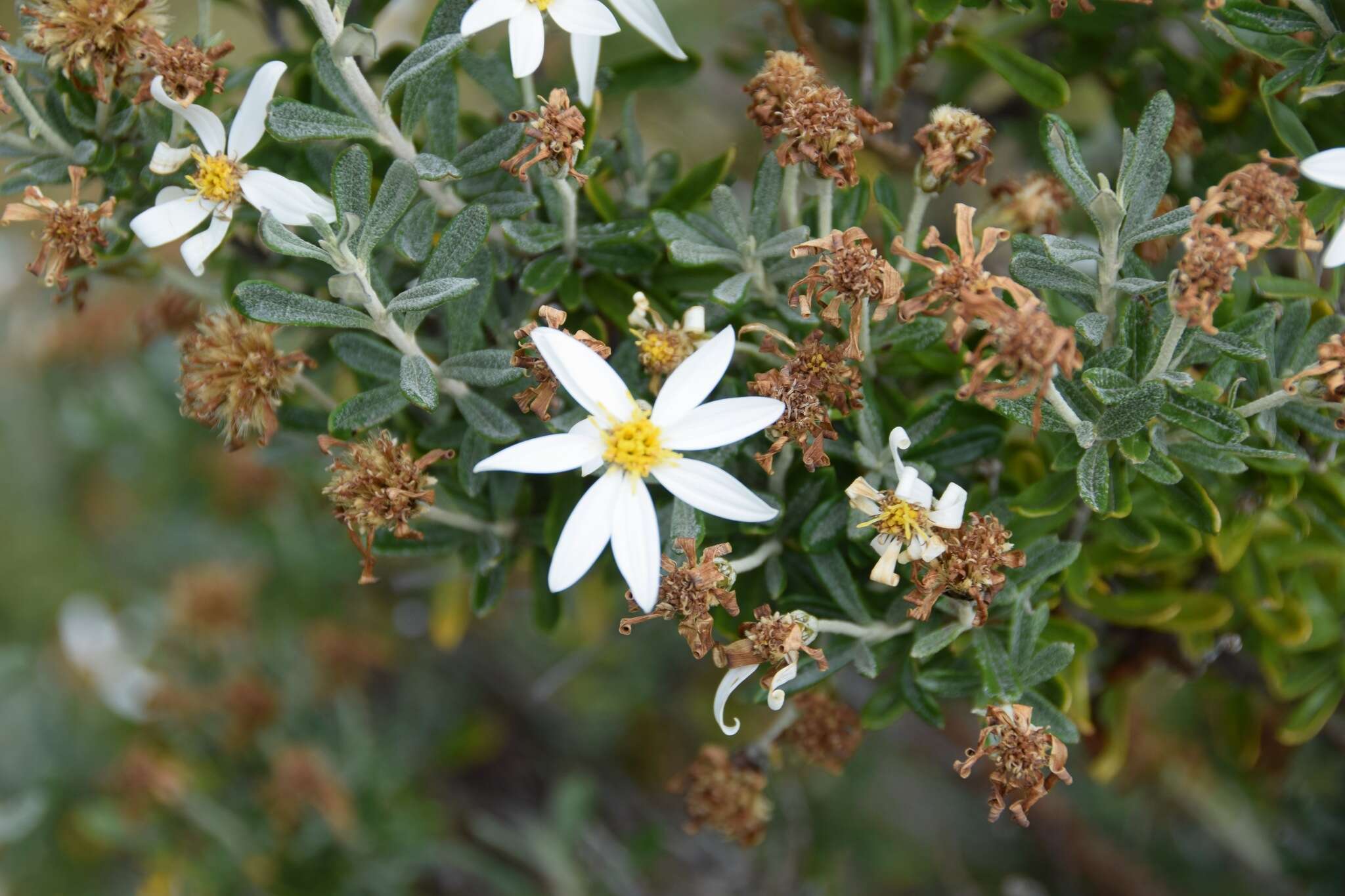 Image of Chiliotrichum