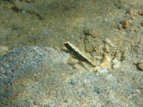 Image of Skunk shrimp-goby