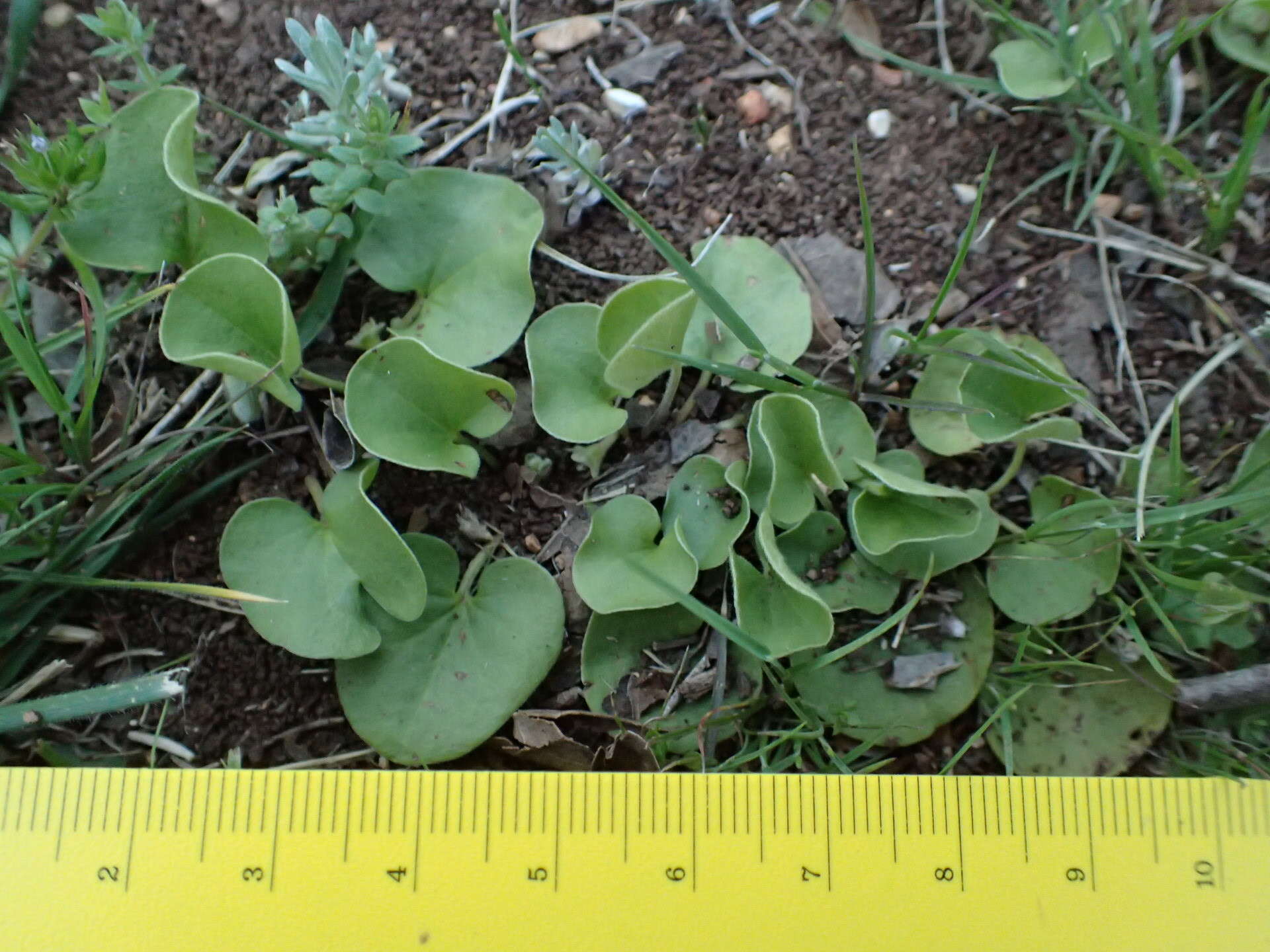 Imagem de Dichondra recurvata Tharp & M. C. Johnston