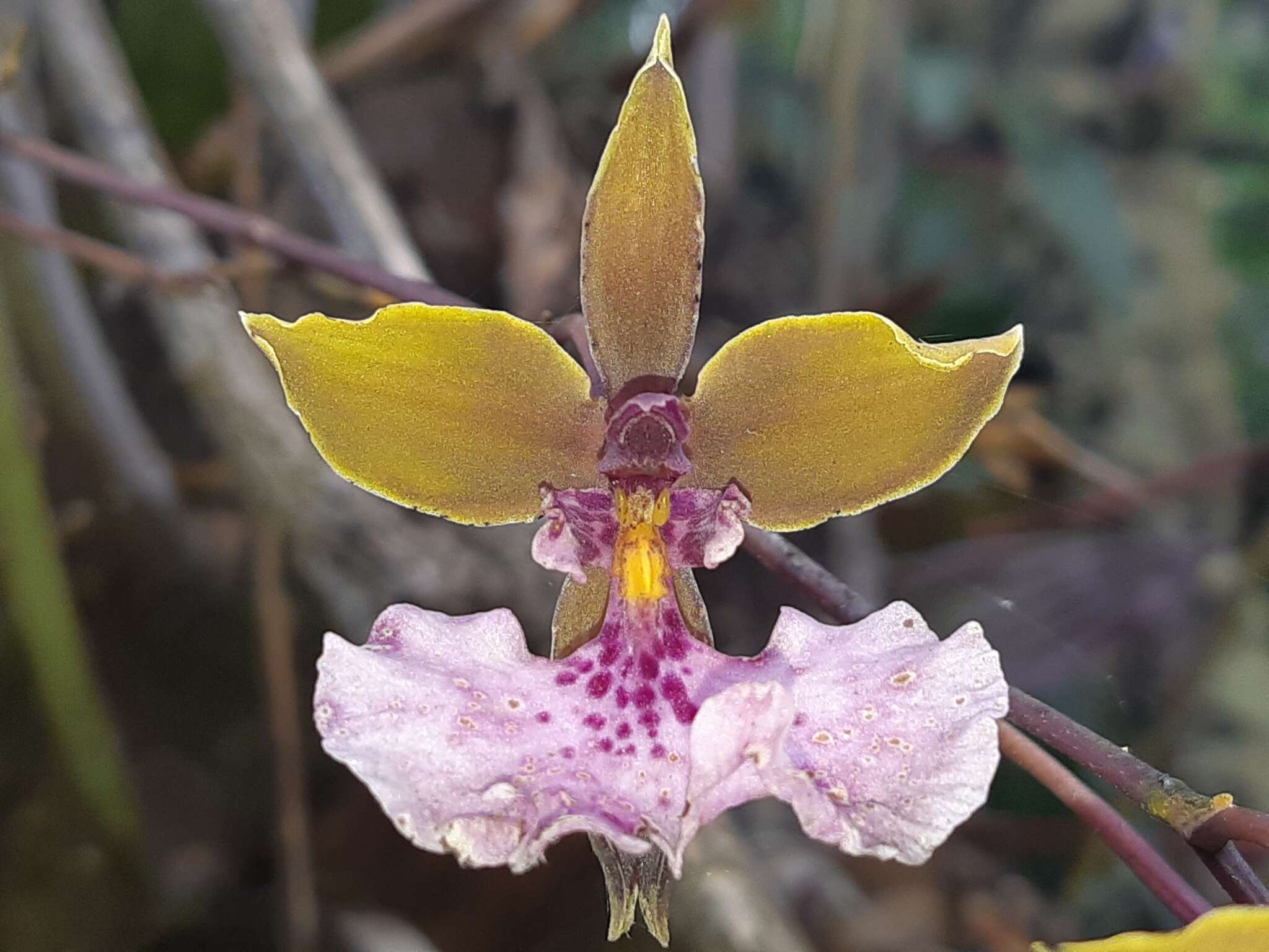 Image of Caucaea olivacea (Kunth) N. H. Williams & M. W. Chase