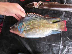 Image of Tanganyika tilapia