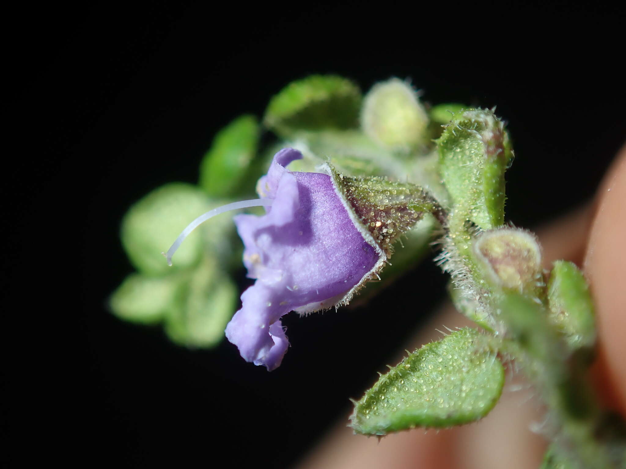 Image of Sparkling Mint-bush