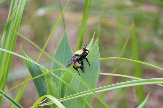 Image of Laphria macquarti (Banks 1917)