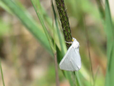 صورة Lithostege duponcheli Prout 1938