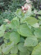 Image of Viburnum rafinesquianum Schult.