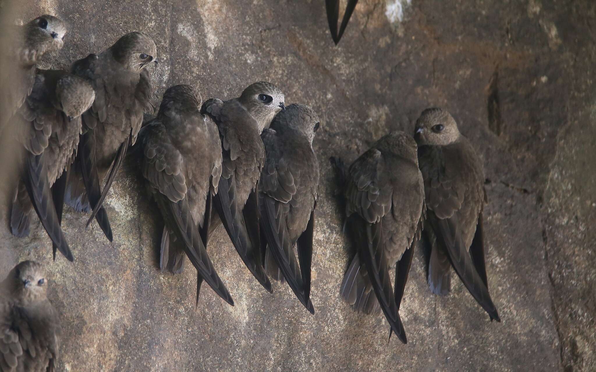 Image of Great Dusky Swift