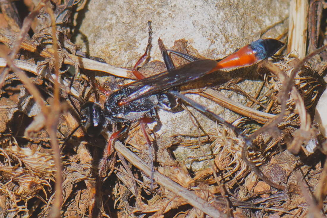 Imagem de Ammophila heydeni Dahlbom 1845