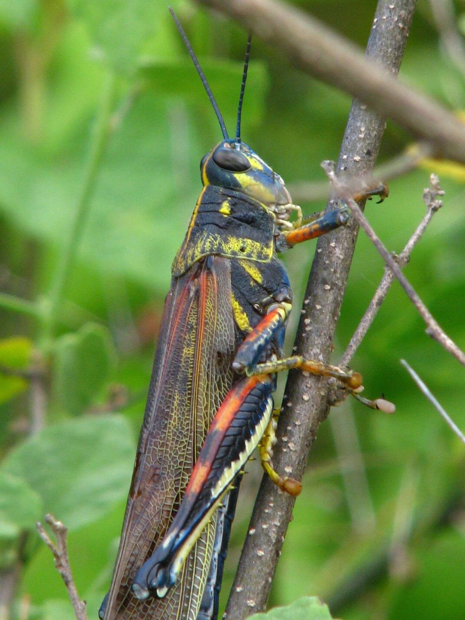 Image of Schistocerca melanocera (Stål 1861)