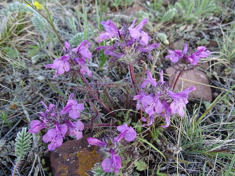 Imagem de Pedicularis anthemifolia Fisch. ex Colla