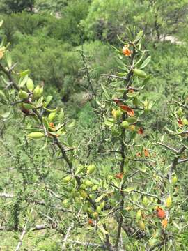 Image of Monteverdia spinosa (Griseb.) Biral