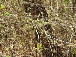 Image de Acalypha chiapensis Brandegee