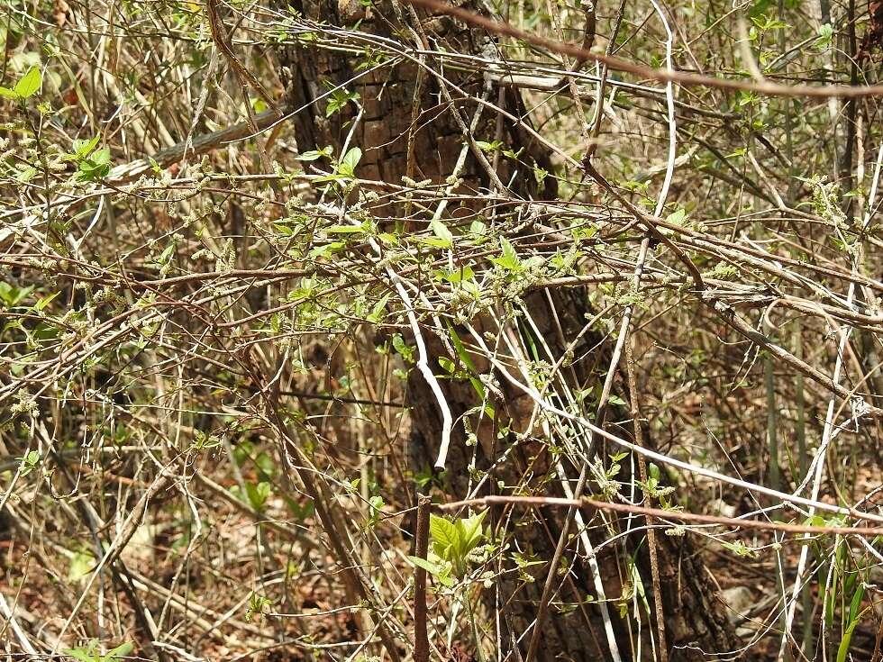 Image de Acalypha chiapensis Brandegee