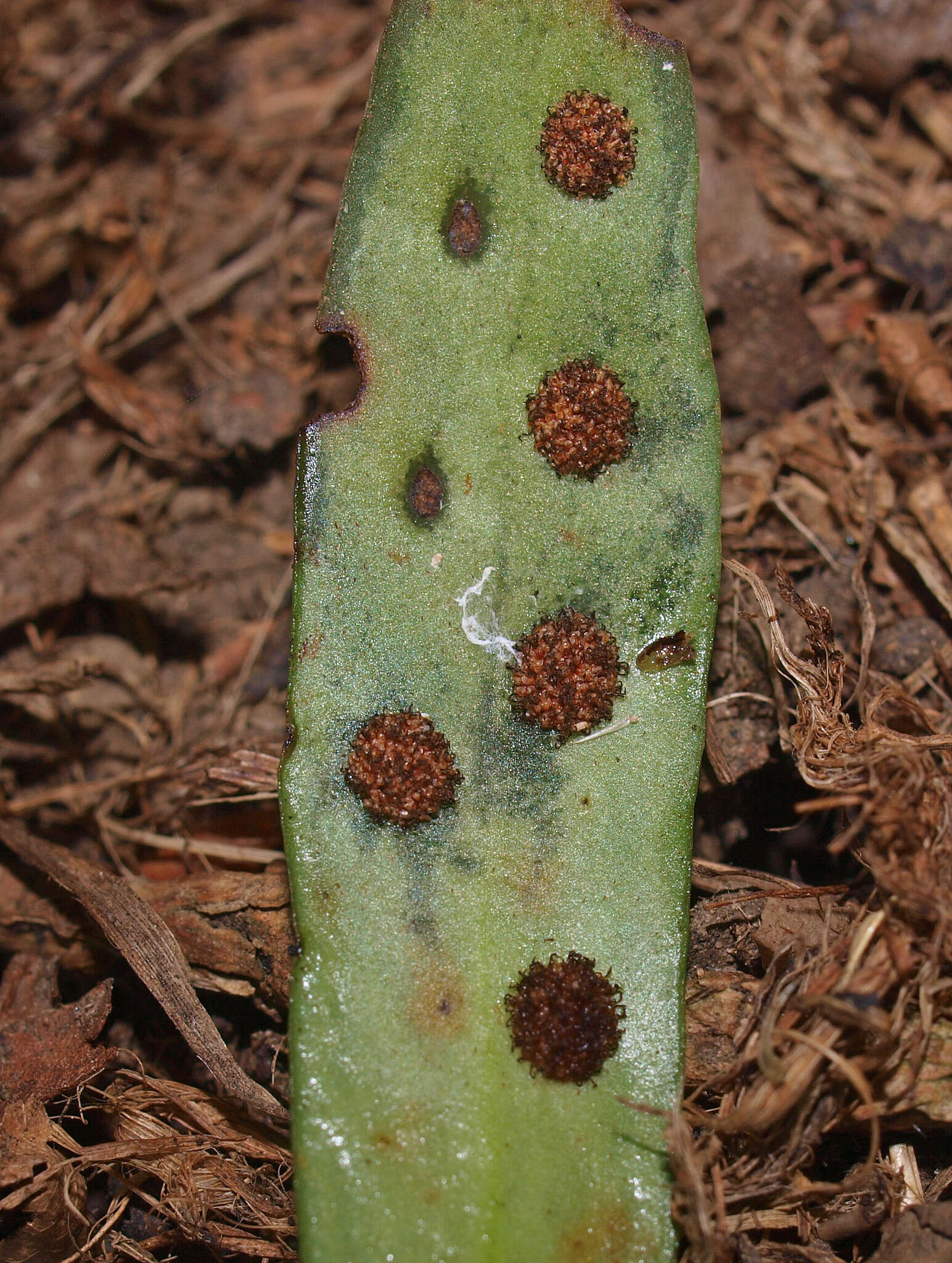 Plancia ëd Loxogramme dictyopteris (Mett.) Copel.