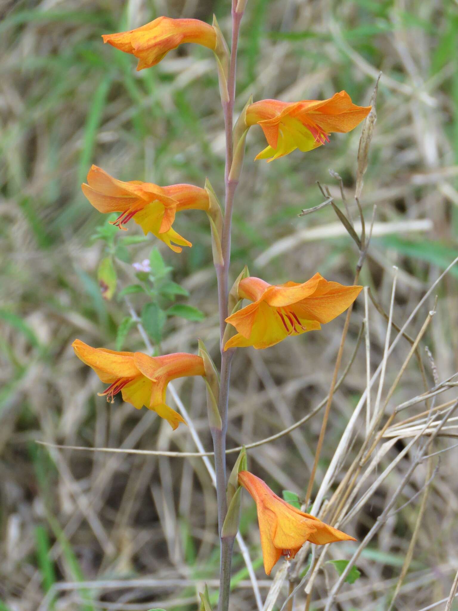 Image of Gladiolus aurantiacus Klatt