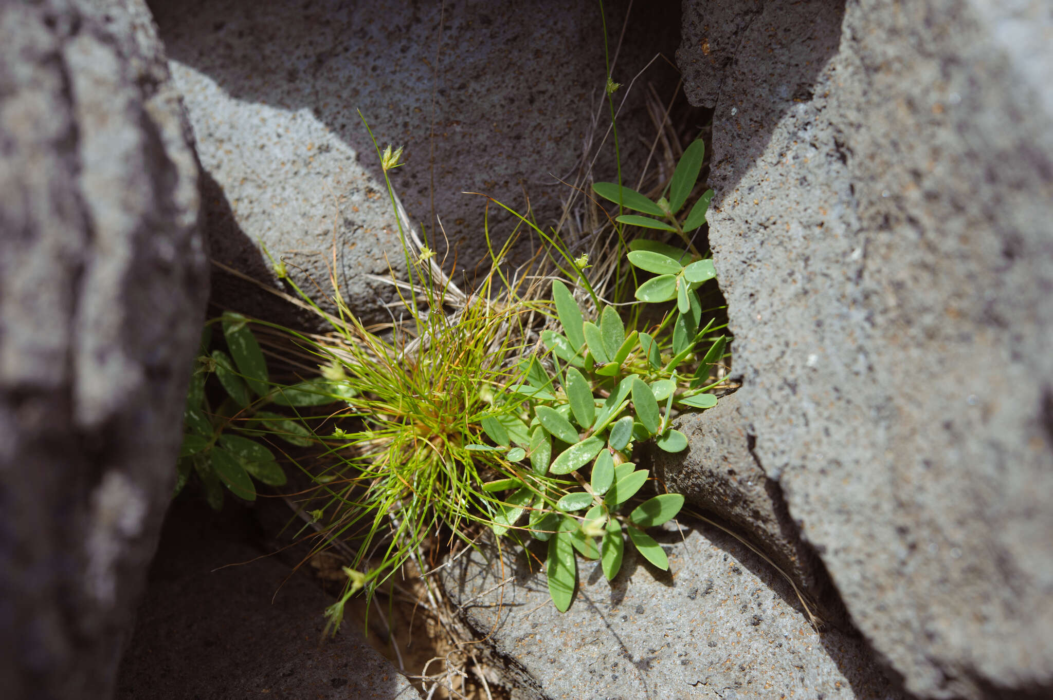 Image of Synostemon bacciformis (L.) G. L. Webster