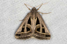 Image of Callistege diagonalis Dyar 1898