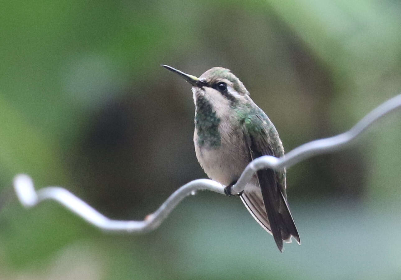 Image of Red-billed Emerald