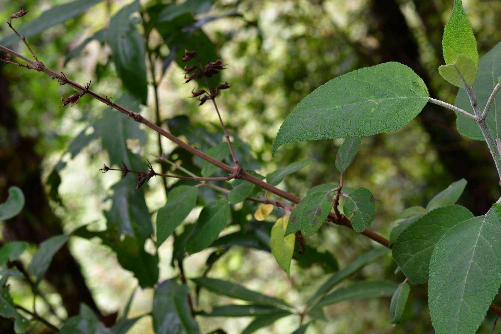 Image of Salvia karwinskii Benth.