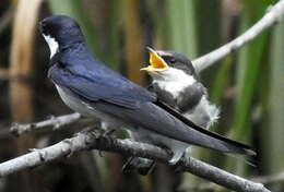 Image of White-throated Swallow