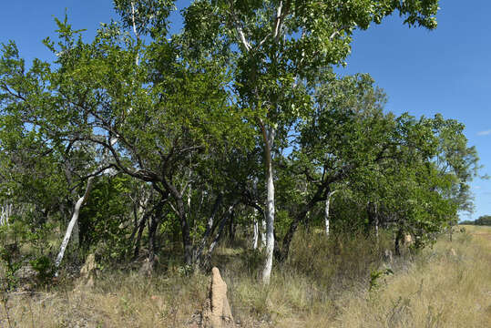 Image of Petalostigma banksii Britten & S. Moore