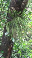 Image of rock tassel fern