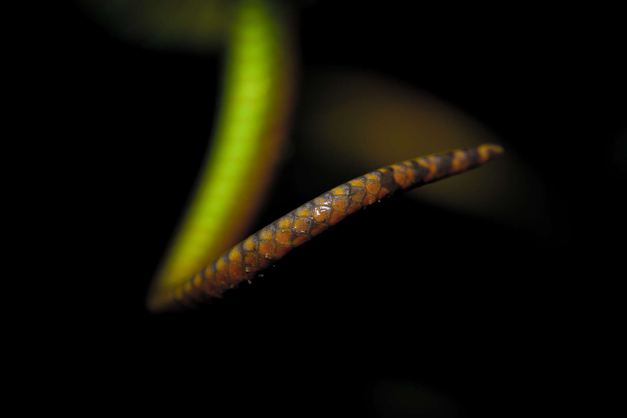 Image of Redtail (bamboo) Pit Viper