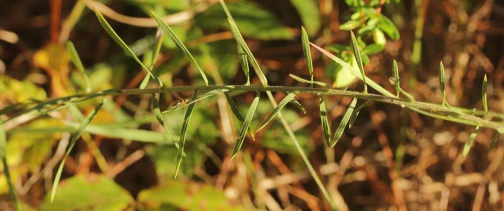 Image of Liatris hesperelegans G. L. Nesom