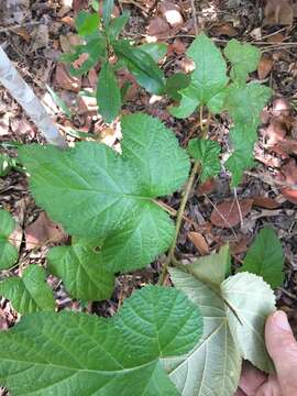 صورة Rubus moluccanus L.