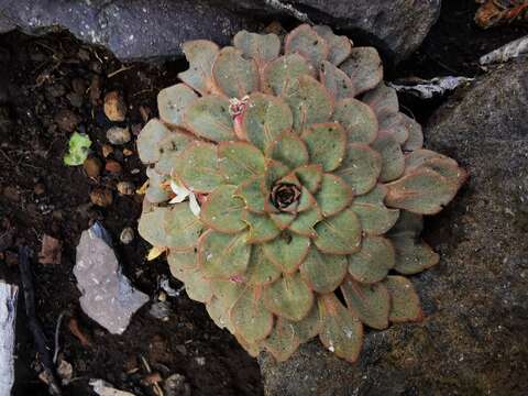 Image of Viola rosulata Poepp. & Endl.