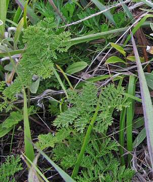 Image of Siberian wormwood