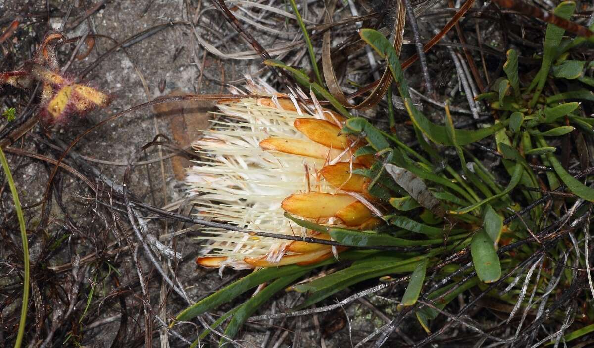 Image of Protea aspera Phillips