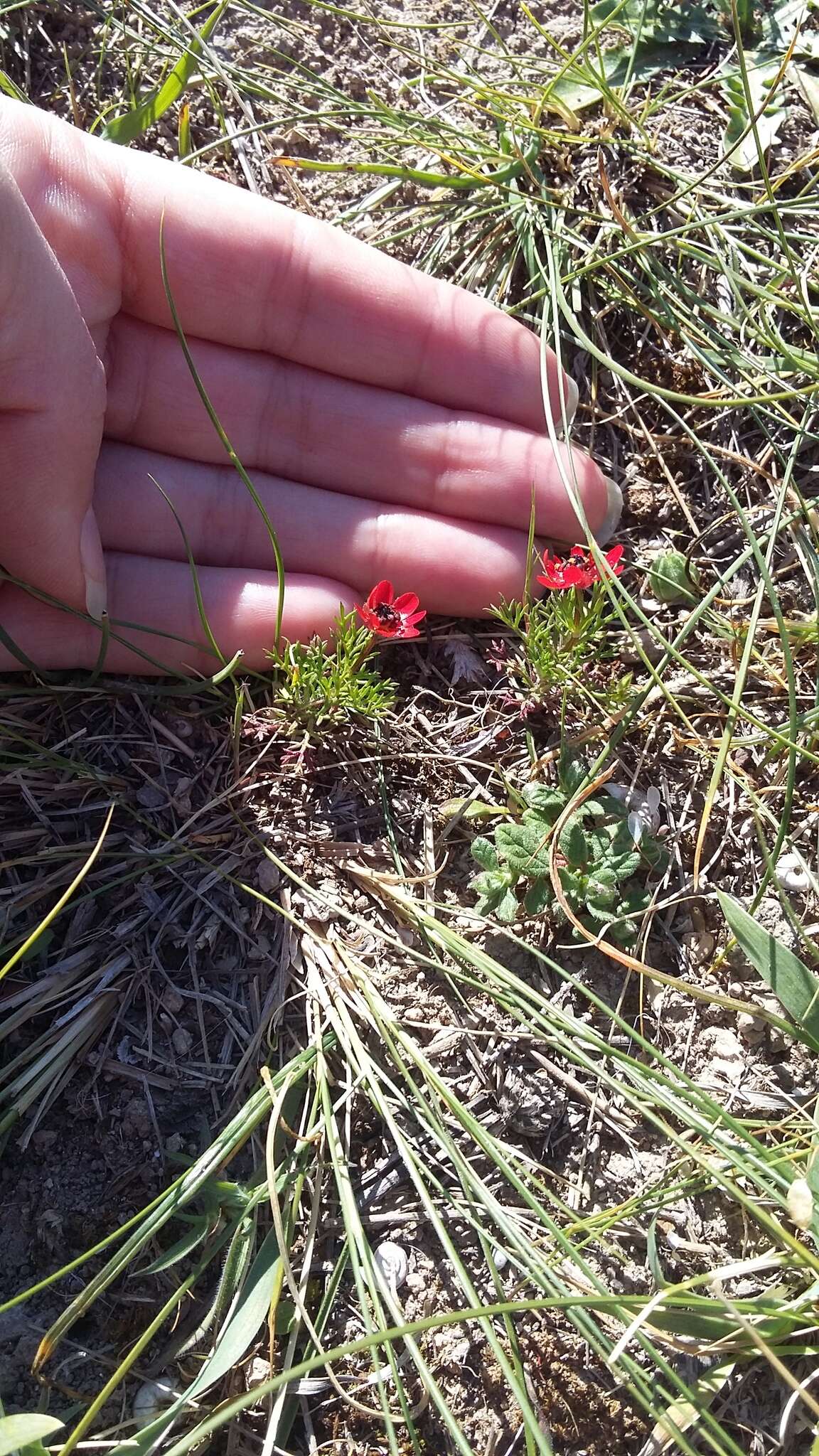 Image of flame adonis