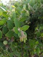 Image of Santa Catalina Island manzanita