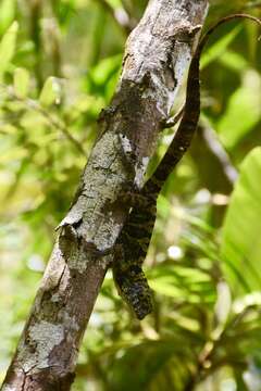 Imagem de Anolis rubribarbus Barbour & Ramsden 1919